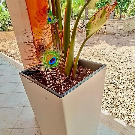 Costanza בית נופש