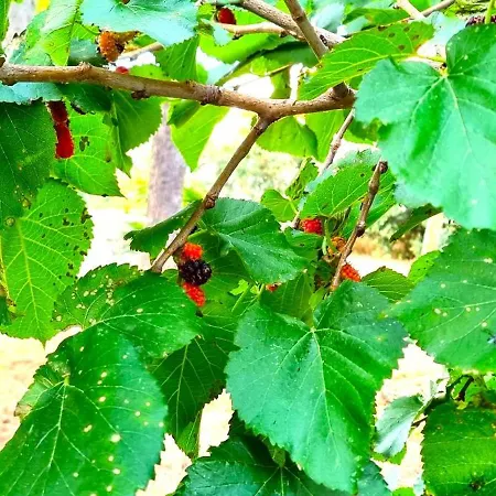 Nyaraló Costanza Bari